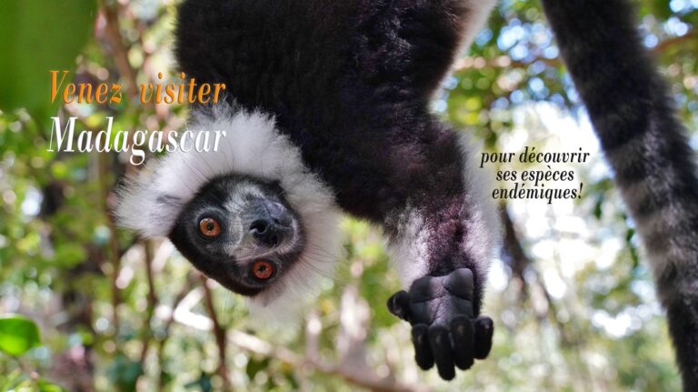 lemur rectifié